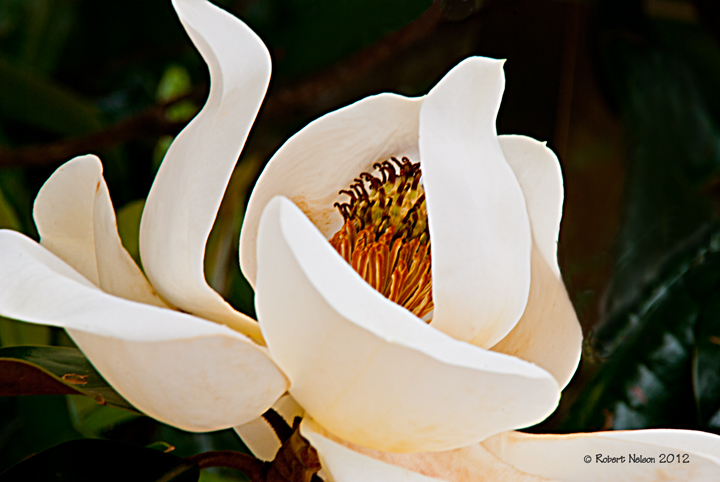 Bud to bloom 3