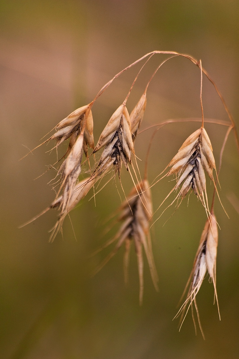 Grass Seed Heads