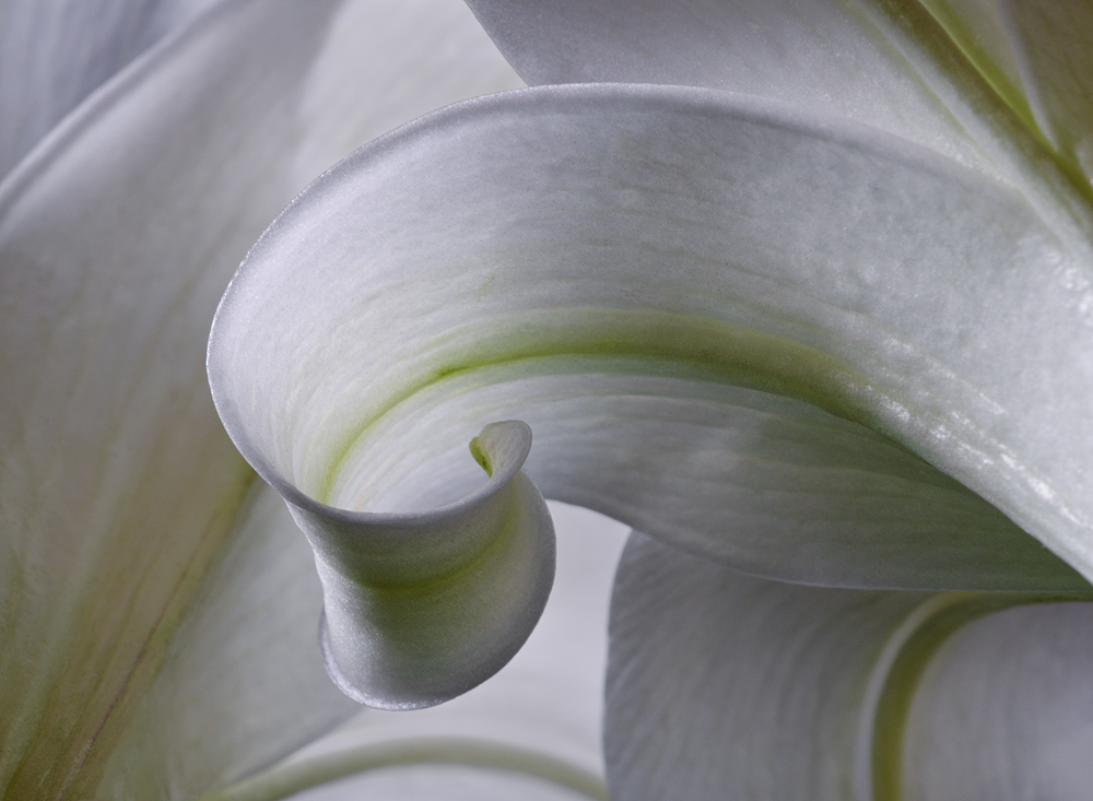 Easter Lily Curve