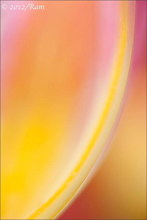 Tulip Abstract-4