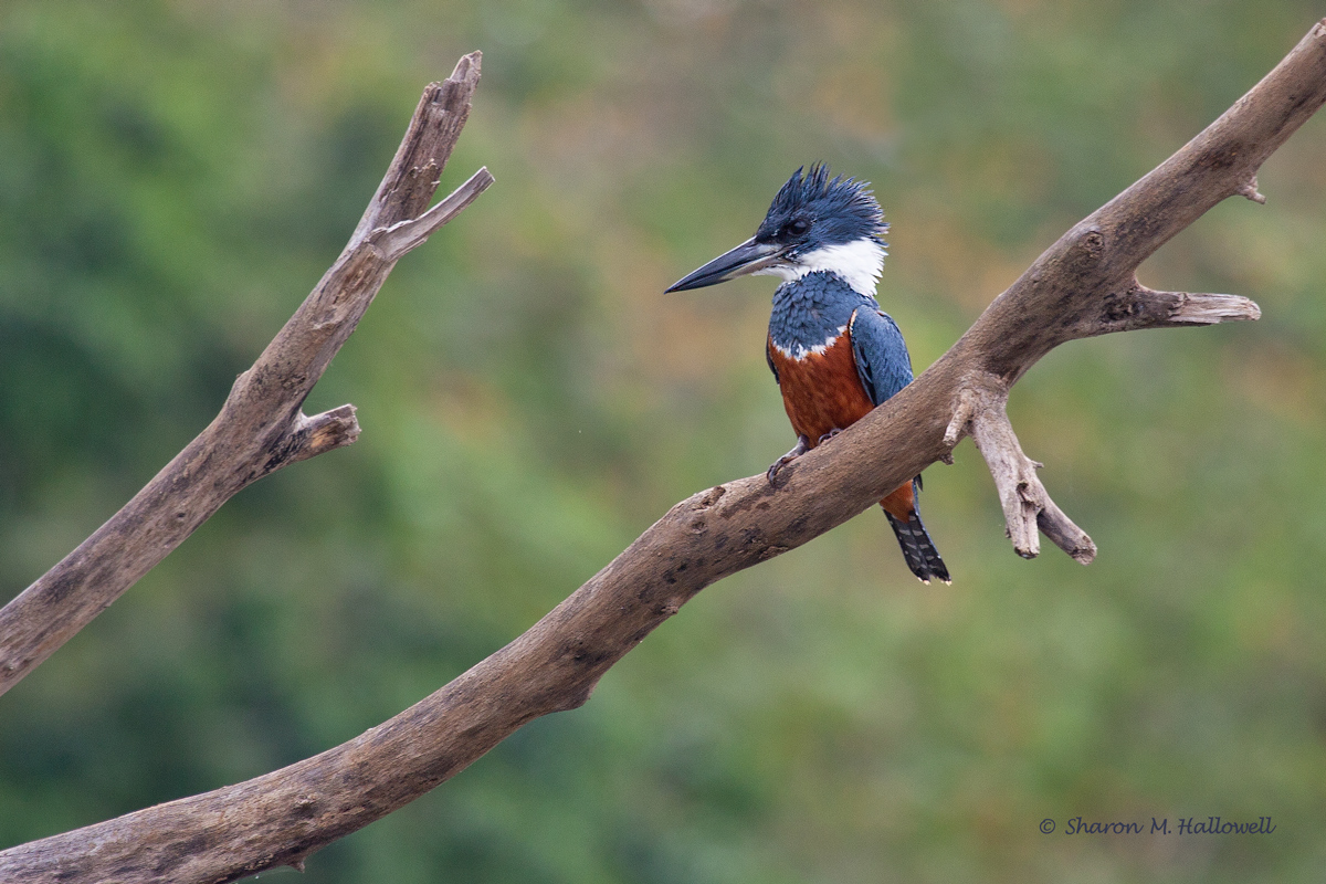 Ringed Kingfisher