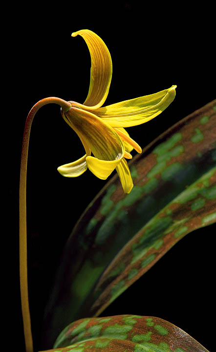 Back view of trout lily