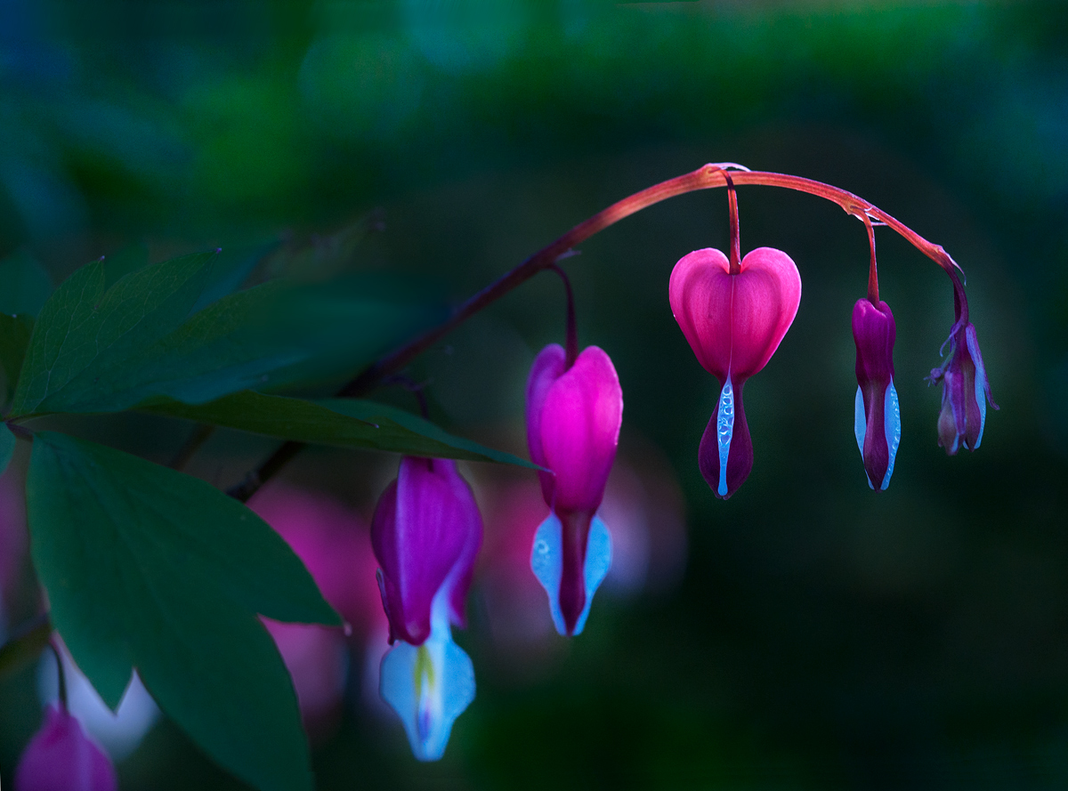 Bleeding Heart in Heart