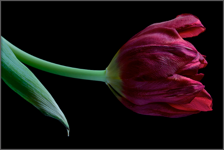 Dying Tulip