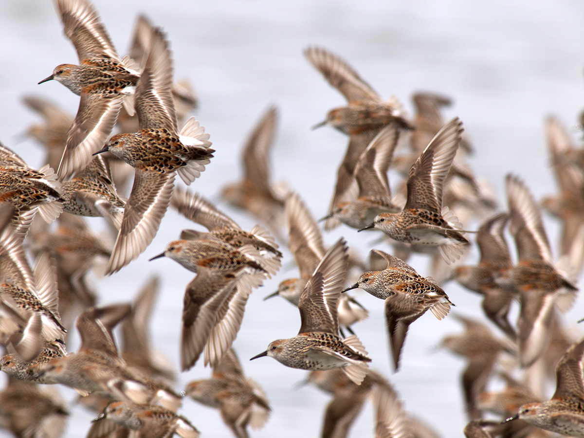 Western Sandpipers