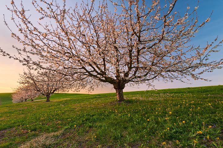 Cherry Tree