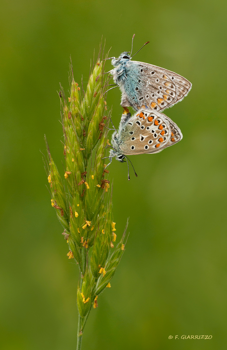 Mating butterflies