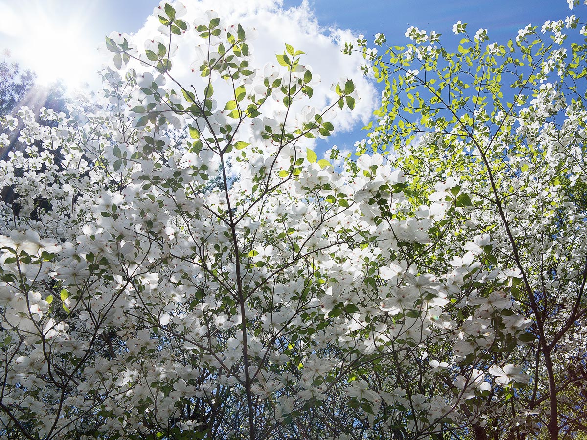 Dogwood Explosion