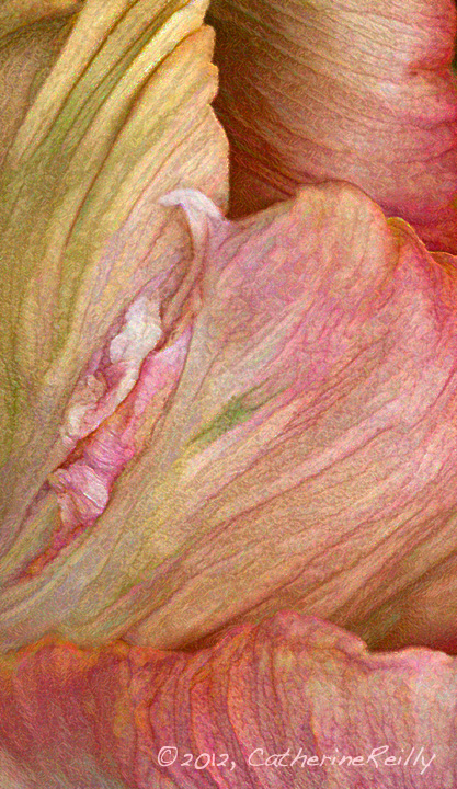 Parrot Tulip Abstract