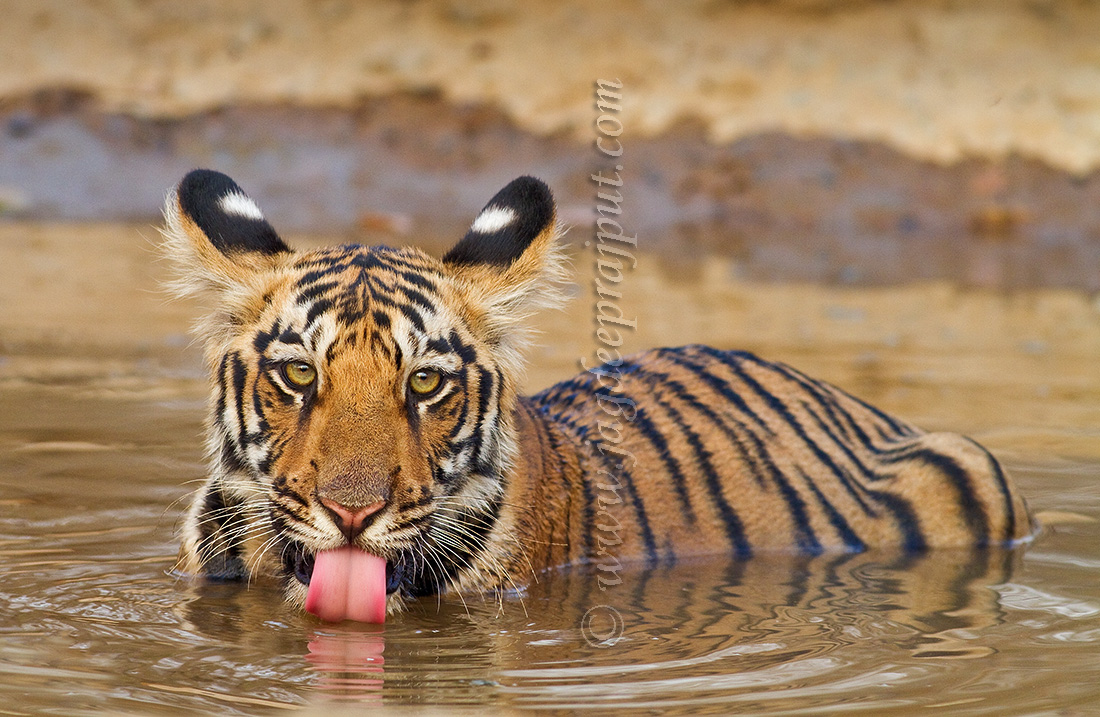 Tiger cub