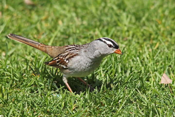 white crowned sparrow