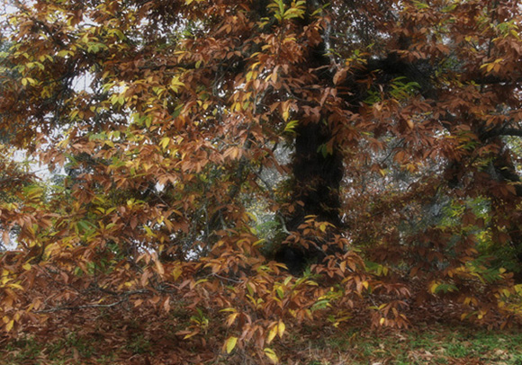 Profusion