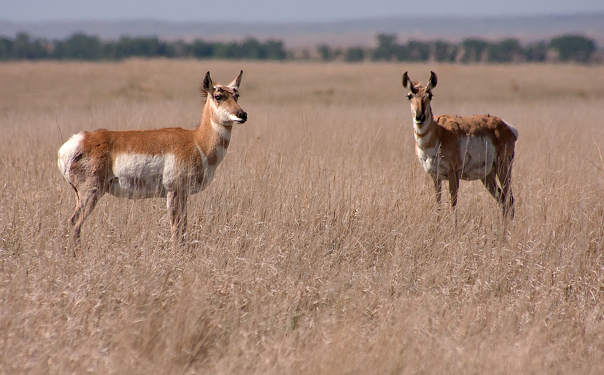 Pronghorns