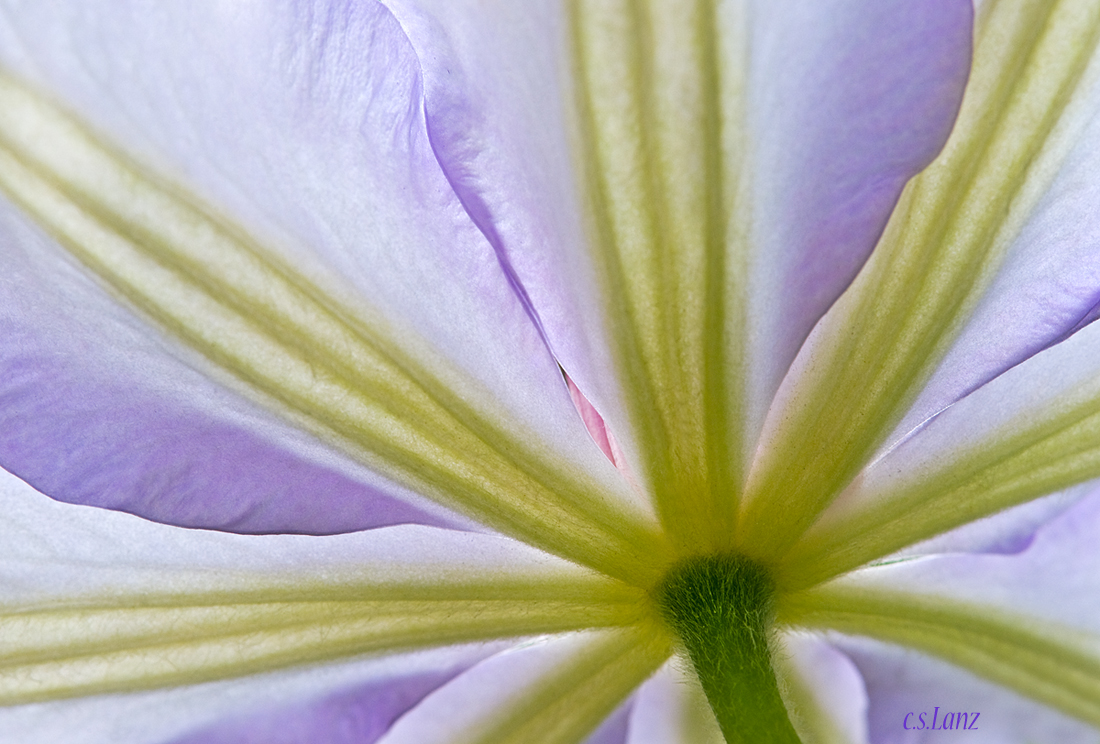 Clematis 