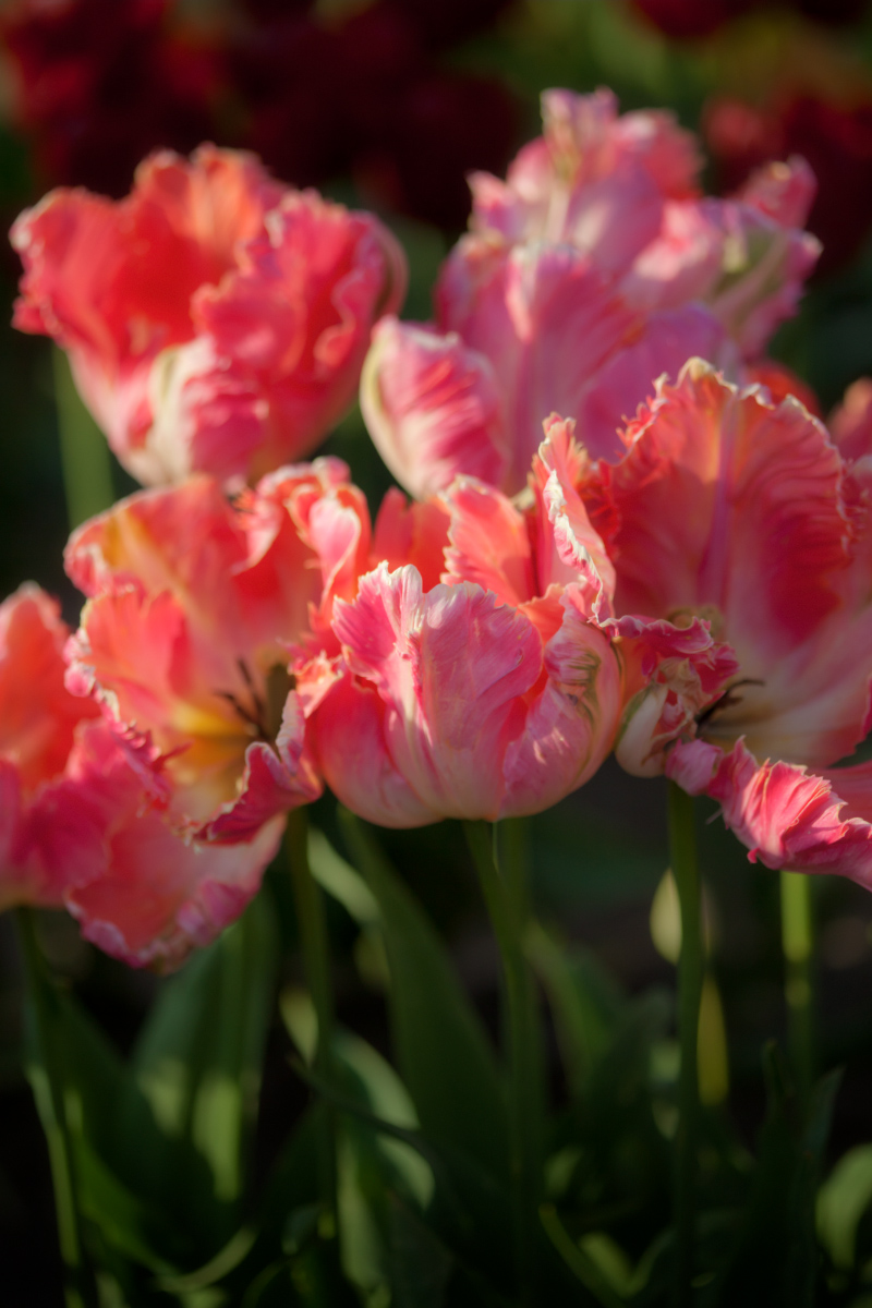 Parrot Tulips