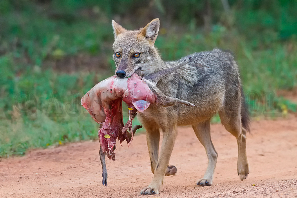 Jackal with kill