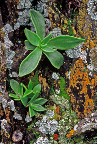 Succulents and Lichens