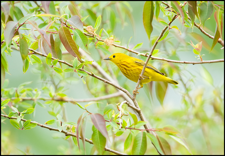 Yellow Warbler