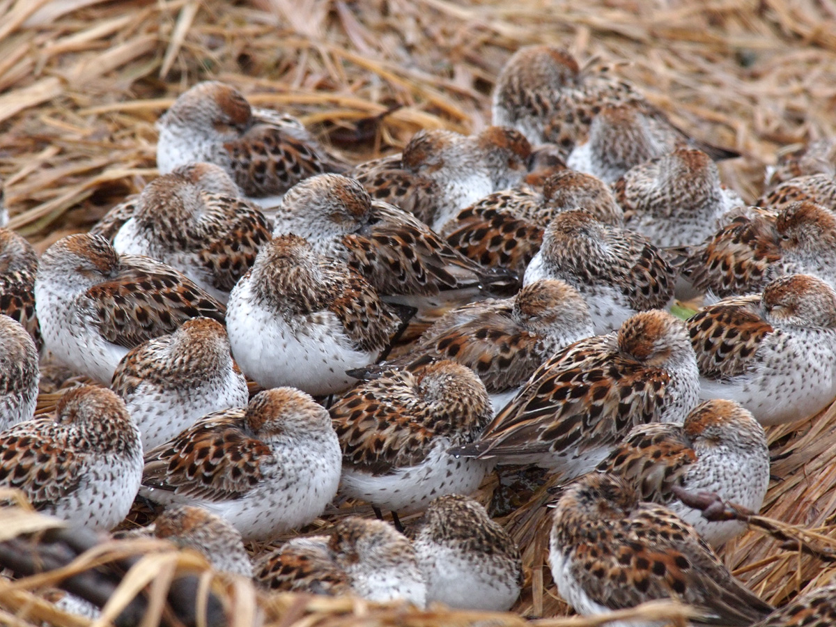 Pile 'o Peeps