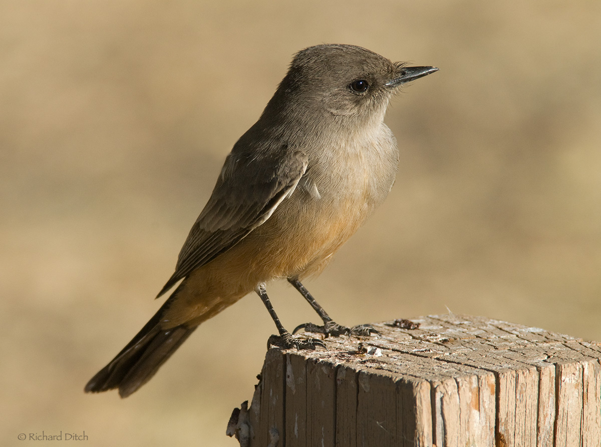 Say's Phoebe