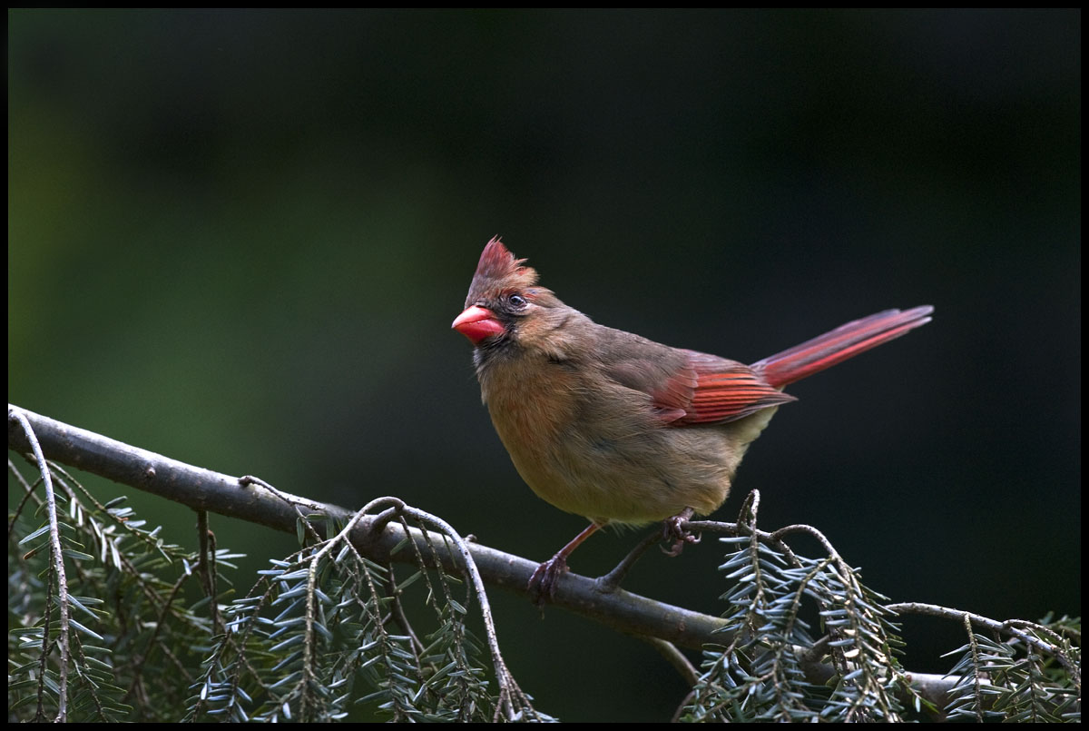 Northern Cardinal