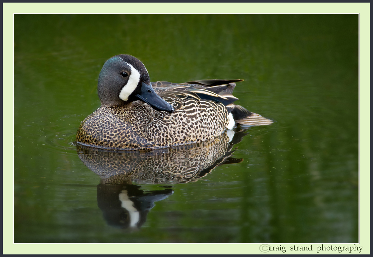 Blue-winged Teal