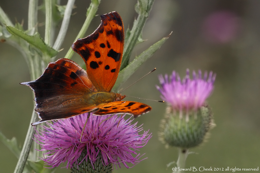 Thistle Two-Step