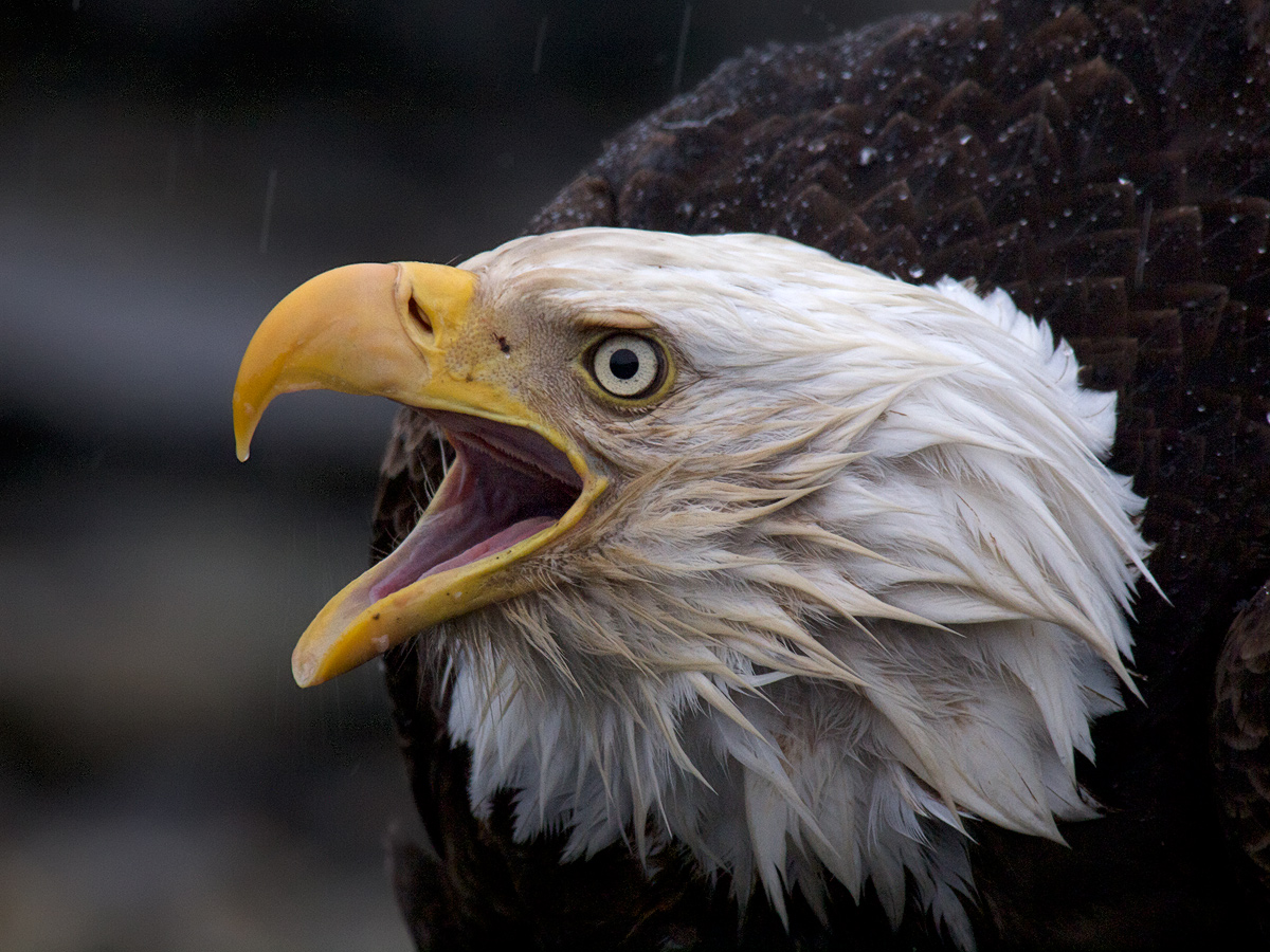 Bald Eagle Portrait