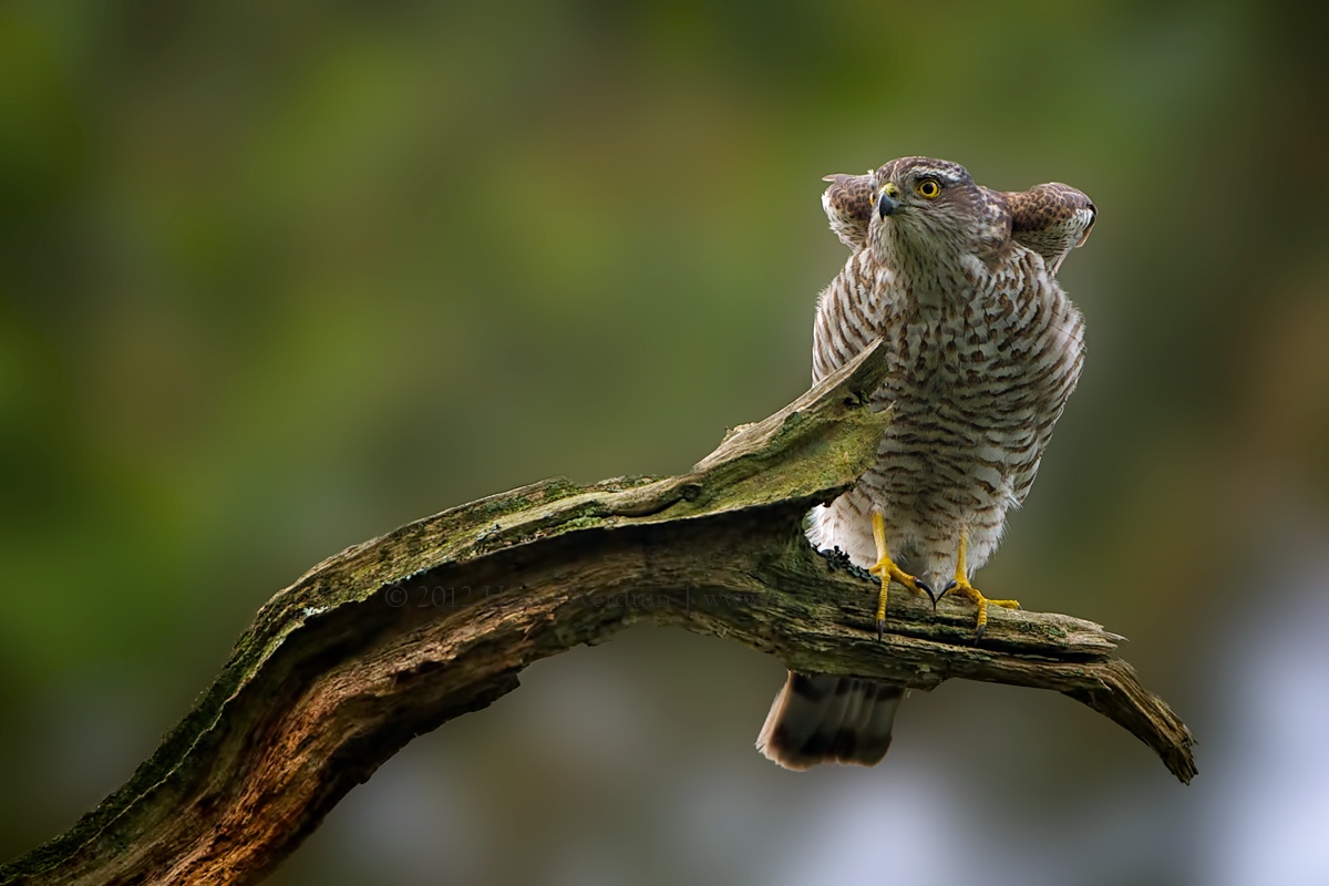 Sparrow-hawk (female)
