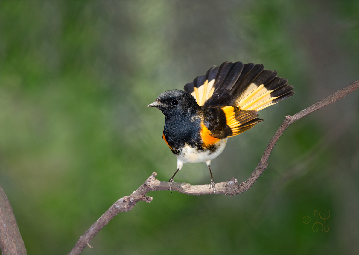 Redstart