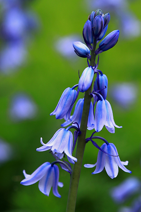 Spanish Bluebells