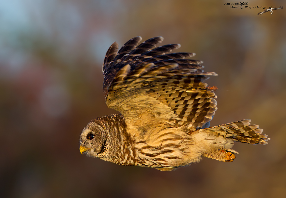 Barred owl 
