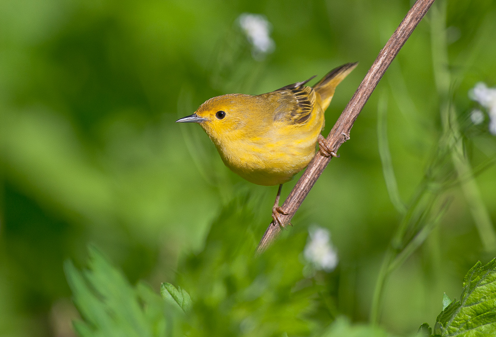 Yellow Warbler 