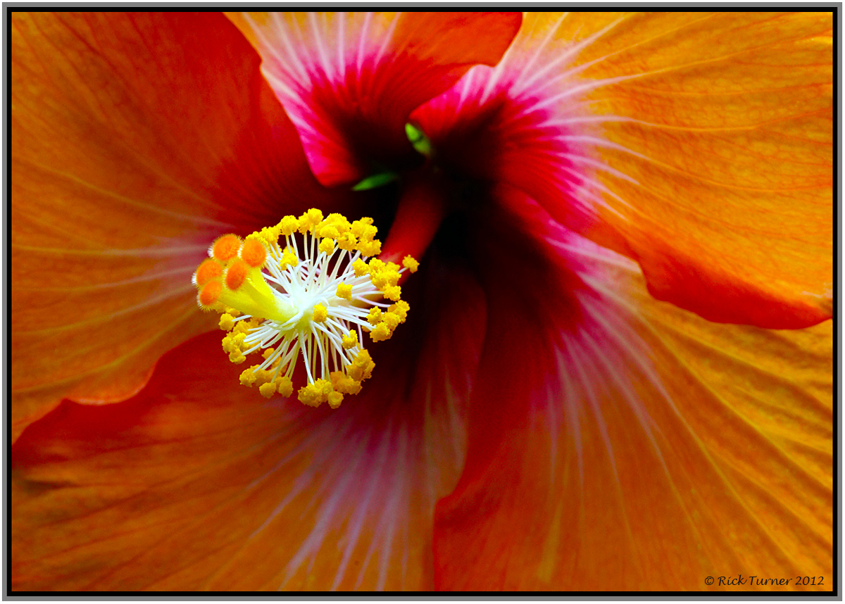 Mom's Yard