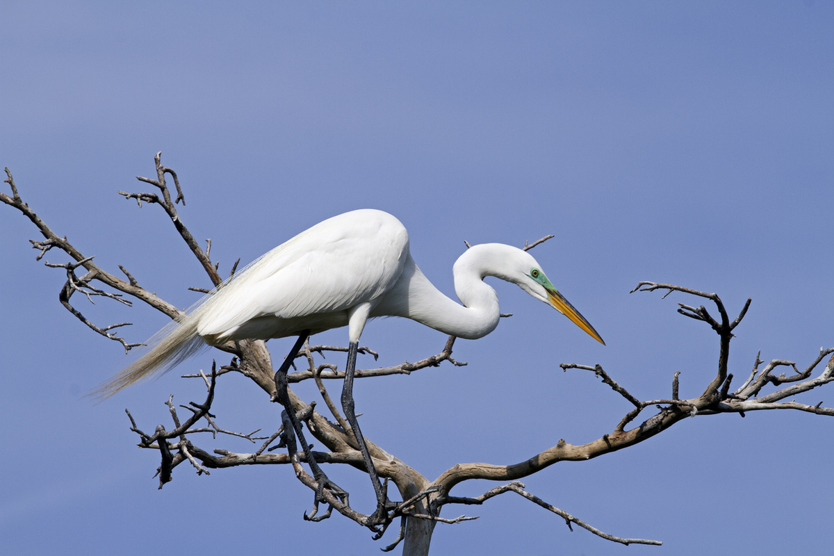 Regal Great Egret