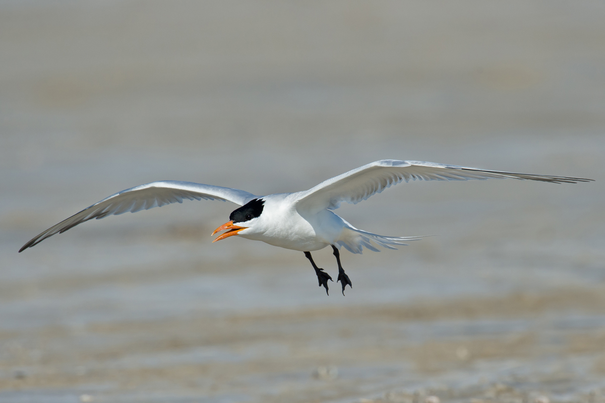 Royal Tern