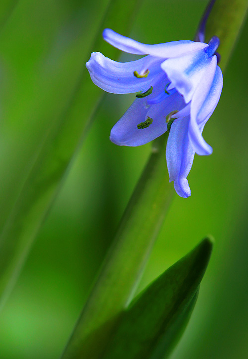 Bluebell close-up