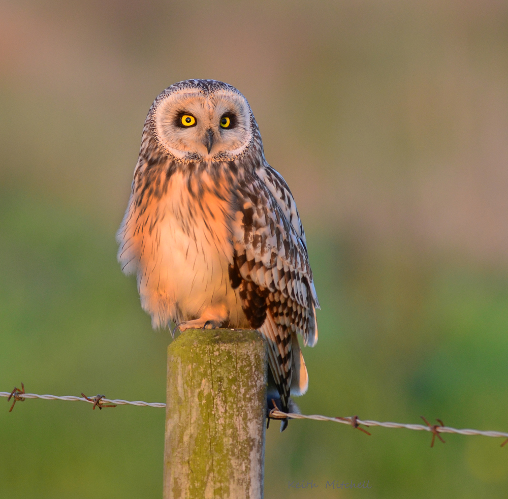 Short Eared Owl.