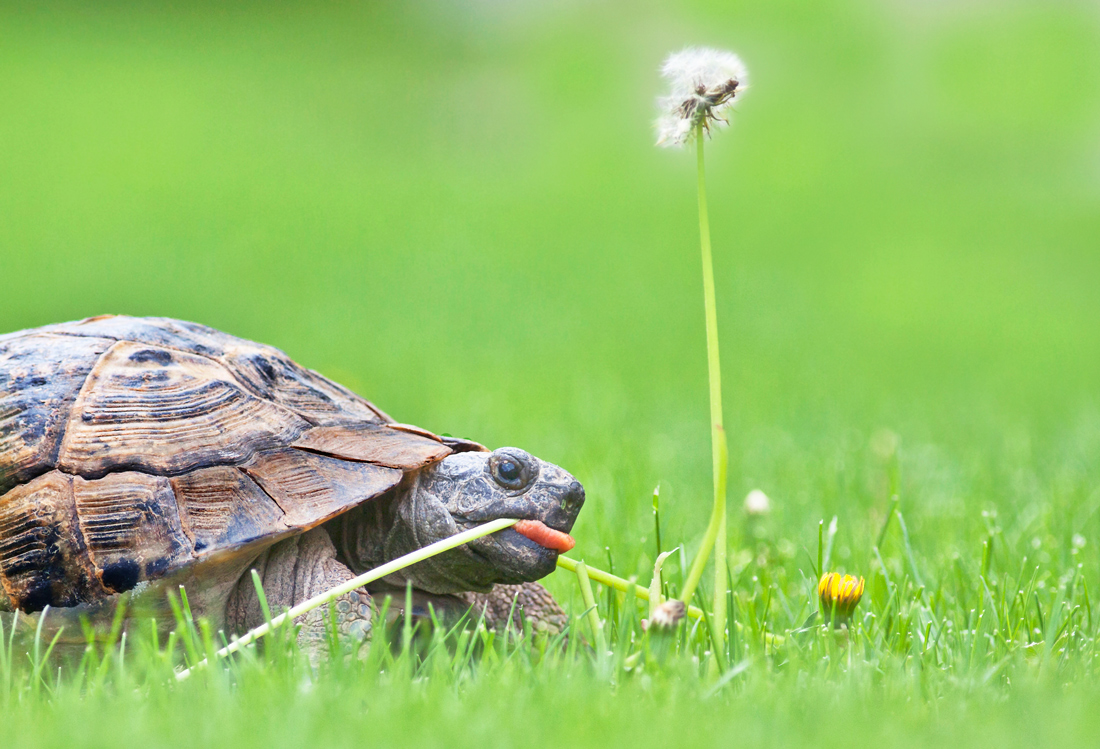Turtle