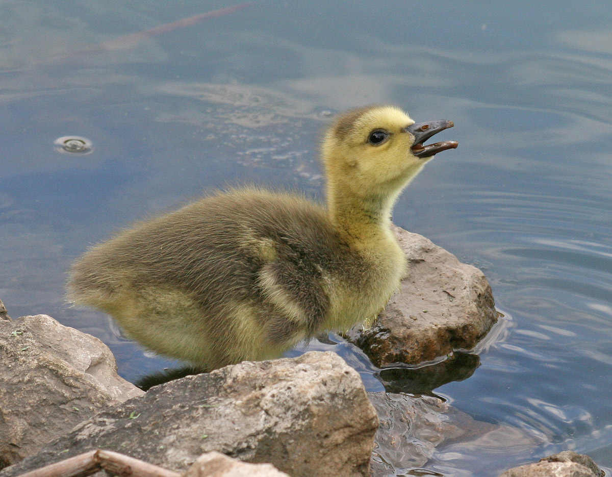 Canada Gosling