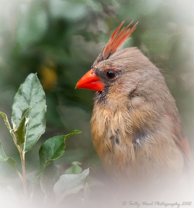 Cardinal + repost
