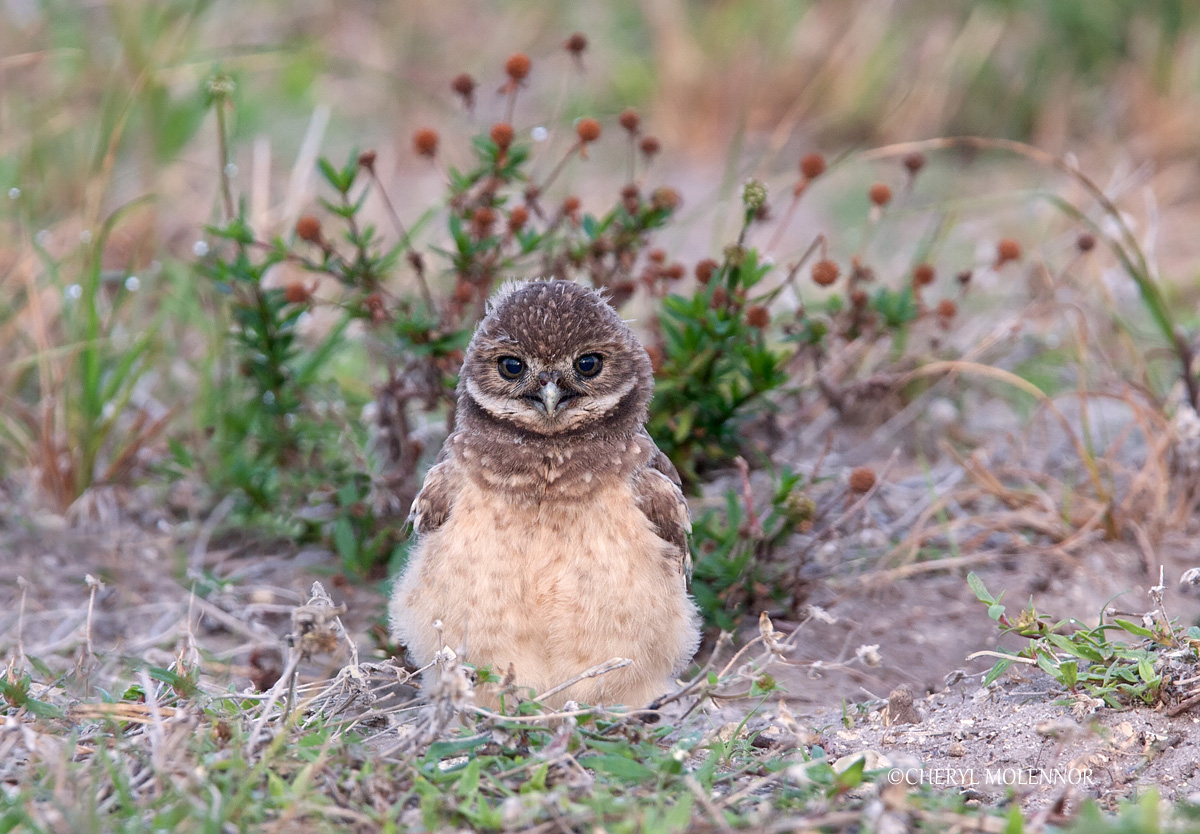 Owl Cute Am I ?