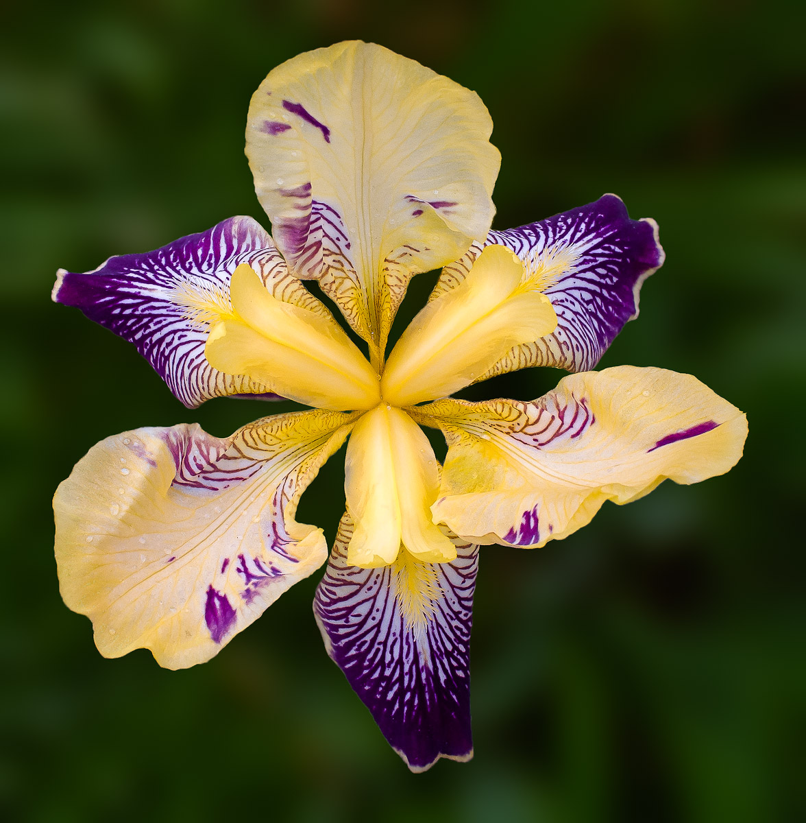 Backyard Iris