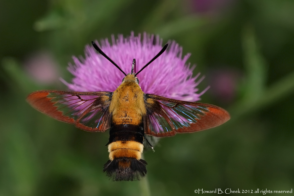 Hummingbird Clearwing