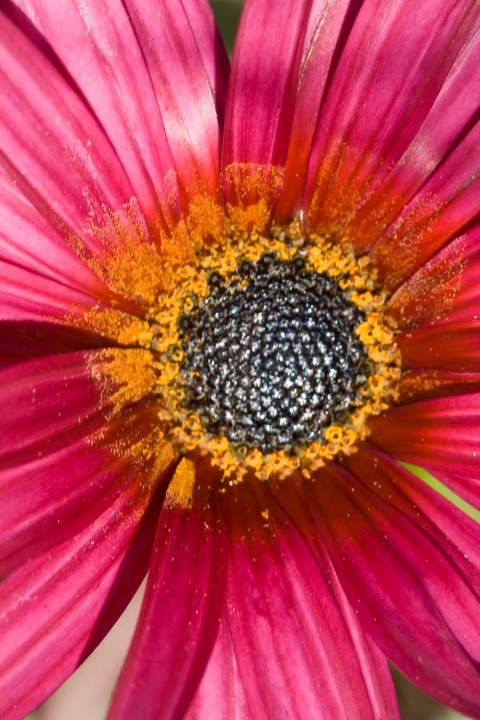 pollen anyone?
