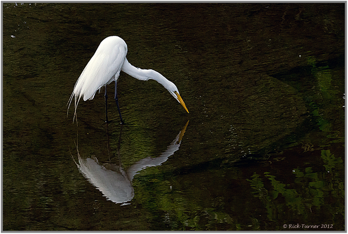 Lonely Egret 