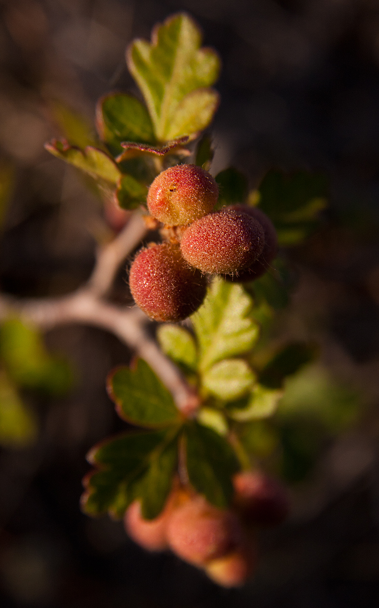 Berries