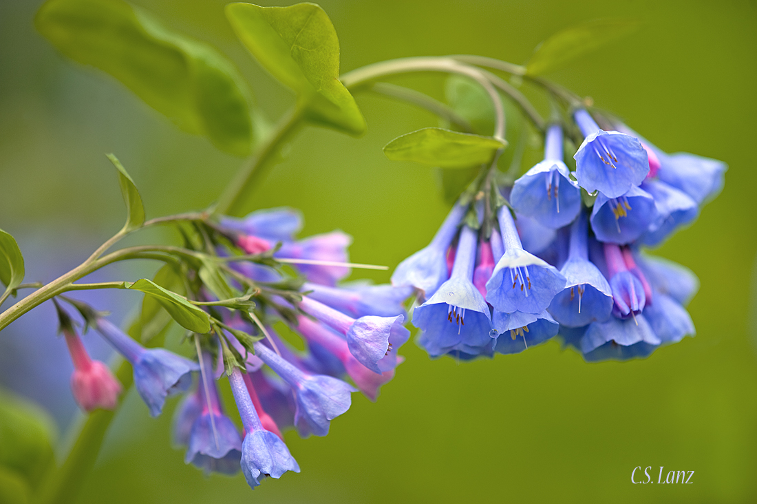 Bluebells 