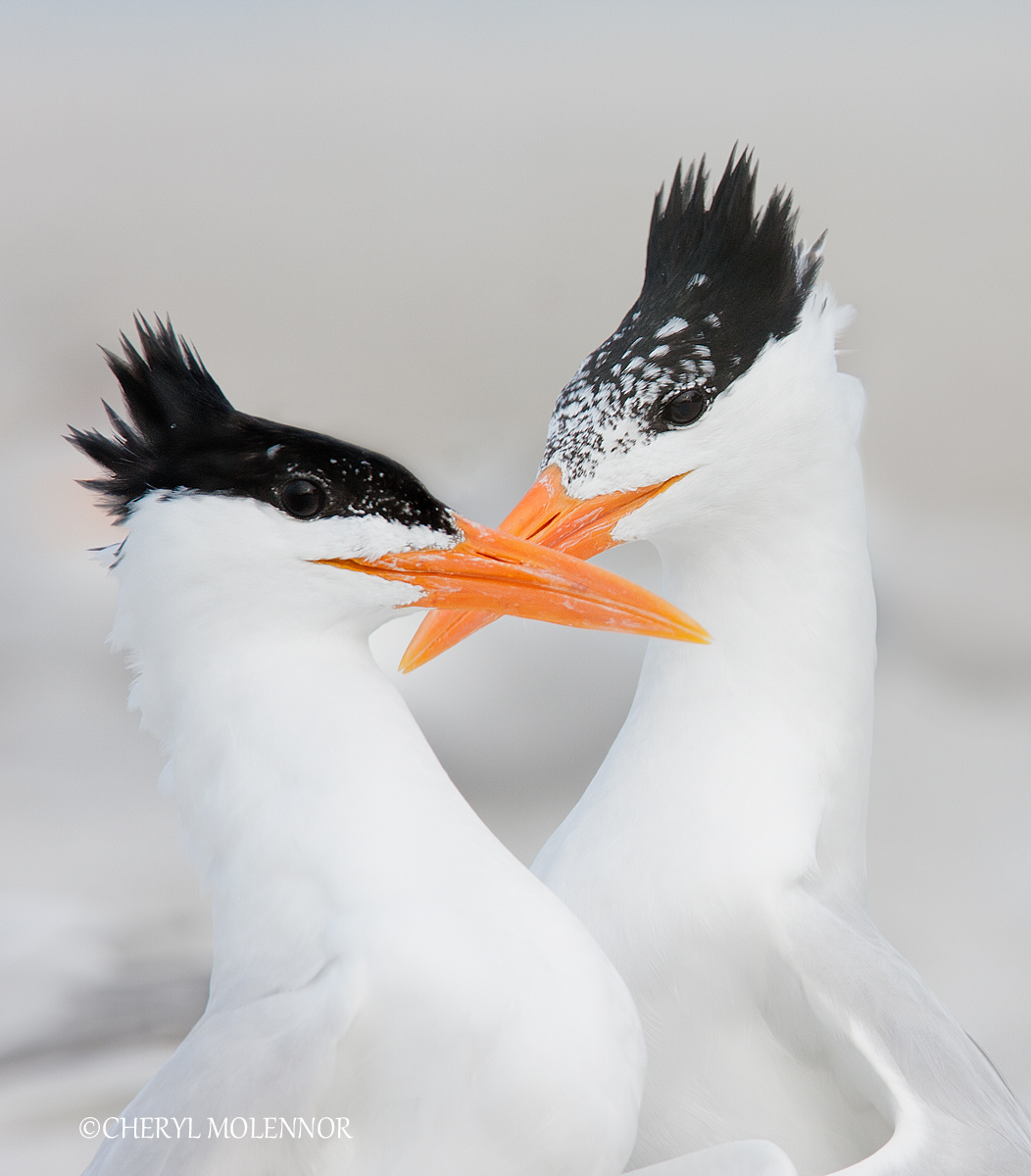 Our Tern