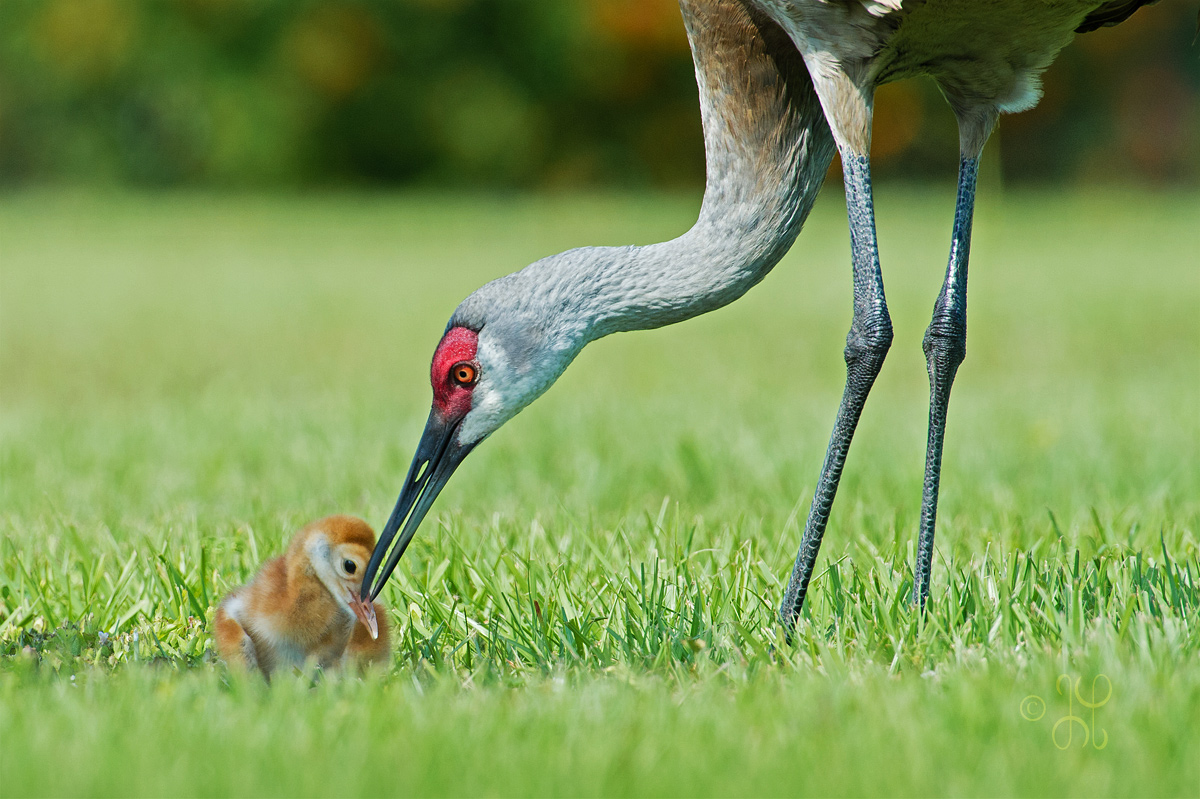 Tender loving care